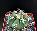 Нажмите на изображение для увеличения.

Название:	Gymnocalycium_nigriareolatum_simoi_P159.JPG
Просмотров:	448
Размер:	39.7 Кб
ID:	378392