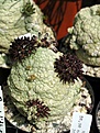 Нажмите на изображение для увеличения.

Название:	Pseudolithos_eylensis_sp_nov_ES21871_Somalia_p1_fl.JPG
Просмотров:	165
Размер:	66.2 Кб
ID:	378395