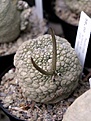 Нажмите на изображение для увеличения.

Название:	pseudolithos_eylensis_sp_nov_ES21871_Somalia_p2.JPG
Просмотров:	164
Размер:	46.4 Кб
ID:	378396