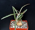 Нажмите на изображение для увеличения.

Название:	Euphorbia_cap_manambatoensis.JPG
Просмотров:	204
Размер:	35.0 Кб
ID:	378448