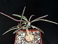 Нажмите на изображение для увеличения.

Название:	Euphorbia_cap_manambat.2.jpg
Просмотров:	220
Размер:	64.7 Кб
ID:	378449