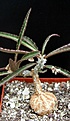 Нажмите на изображение для увеличения.

Название:	Euphorbia_cap_manambatoensi.jpg
Просмотров:	222
Размер:	68.2 Кб
ID:	378450