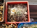 Нажмите на изображение для увеличения.

Название:	Mammillaria_scheinvariana.jpg
Просмотров:	395
Размер:	92.0 Кб
ID:	378451