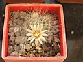 Нажмите на изображение для увеличения.

Название:	Mammillaria_scheinvariana2.jpg
Просмотров:	357
Размер:	71.6 Кб
ID:	378452