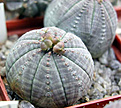 Нажмите на изображение для увеличения.

Название:	Euphorbia-obesaILL001.jpg
Просмотров:	533
Размер:	44.4 Кб
ID:	378462