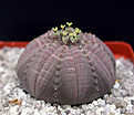 Нажмите на изображение для увеличения.

Название:	Euphorbia-obesaILL002.jpg
Просмотров:	545
Размер:	47.4 Кб
ID:	378463