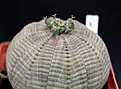Нажмите на изображение для увеличения.

Название:	Euphorbia-obesaILL003.jpg
Просмотров:	525
Размер:	44.7 Кб
ID:	378464