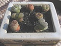 Нажмите на изображение для увеличения.

Название:	lithops2.jpg
Просмотров:	338
Размер:	35.1 Кб
ID:	378468
