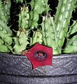 Нажмите на изображение для увеличения.

Название:	Huernia_kenensis.JPG
Просмотров:	342
Размер:	48.8 Кб
ID:	378478