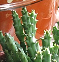 Нажмите на изображение для увеличения.

Название:	stapelia.jpg
Просмотров:	909
Размер:	48.2 Кб
ID:	378482