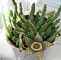 Нажмите на изображение для увеличения.

Название:	variegata.jpg
Просмотров:	722
Размер:	28.5 Кб
ID:	378486