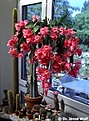 Нажмите на изображение для увеличения.

Название:	nopalxochia phyllanthoides 01.jpg
Просмотров:	1104
Размер:	26.8 Кб
ID:	378503
