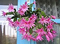 Нажмите на изображение для увеличения.

Название:	epiphillopsis.jpg
Просмотров:	992
Размер:	47.8 Кб
ID:	378516