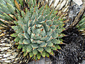 Нажмите на изображение для увеличения.

Название:	Agave.jpg
Просмотров:	340
Размер:	121.7 Кб
ID:	378517