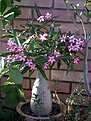 Нажмите на изображение для увеличения.

Название:	Adenium_somalense.JPG
Просмотров:	264
Размер:	70.2 Кб
ID:	378561