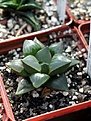 Нажмите на изображение для увеличения.

Название:	Haworthia_retusa_I.Bruer.JPG
Просмотров:	260
Размер:	55.3 Кб
ID:	378577