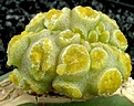 Нажмите на изображение для увеличения.

Название:	Mammillaria tetrancistra SB691 monstrosa.jpg
Просмотров:	291
Размер:	82.9 Кб
ID:	378587
