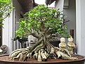 Нажмите на изображение для увеличения.

Название:	adenium Bonsai.jpg
Просмотров:	185
Размер:	88.8 Кб
ID:	378629