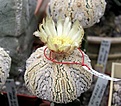 Нажмите на изображение для увеличения.

Название:	Astrophytum_superkabuto_MIRACLE.JPG
Просмотров:	281
Размер:	45.4 Кб
ID:	378654