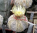 Нажмите на изображение для увеличения.

Название:	Astrophytum_superkabuto_MIRACLE.JPG
Просмотров:	252
Размер:	45.4 Кб
ID:	378654