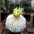 Нажмите на изображение для увеличения.

Название:	Astrophytum_superkabuto_SNOW_PATTERN.JPG
Просмотров:	287
Размер:	37.4 Кб
ID:	378655
