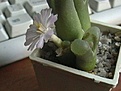 Нажмите на изображение для увеличения.

Название:	Conophytum lidiae.jpg
Просмотров:	236
Размер:	40.5 Кб
ID:	378662