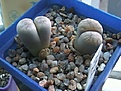 Нажмите на изображение для увеличения.

Название:	Lithops werneri.jpg
Просмотров:	229
Размер:	48.7 Кб
ID:	378663