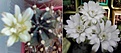 Нажмите на изображение для увеличения.

Название:	gymnocalicium_anisitsii_2.jpg
Просмотров:	449
Размер:	25.5 Кб
ID:	378667