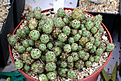 Нажмите на изображение для увеличения.

Название:	opuntia_IMG_5736.jpg
Просмотров:	358
Размер:	120.8 Кб
ID:	378697