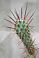 Нажмите на изображение для увеличения.

Название:	opuntia_sierer_2_IMG_5723.jpg
Просмотров:	338
Размер:	71.4 Кб
ID:	378699
