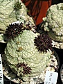 Нажмите на изображение для увеличения.

Название:	Pseudolithos_eylensis_sp_nov_ES21871_Somalia_p1_fl.JPG
Просмотров:	472
Размер:	66.2 Кб
ID:	378756