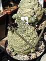 Нажмите на изображение для увеличения.

Название:	Pseudolithos_eylensis_sp_nov_21871_Somalia_p1.JPG
Просмотров:	414
Размер:	65.4 Кб
ID:	378757