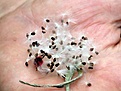 Нажмите на изображение для увеличения.

Название:	Pseudolithos_eylensis_sp_nov_seeds.JPG
Просмотров:	461
Размер:	43.9 Кб
ID:	378759