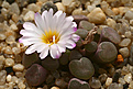 Нажмите на изображение для увеличения.

Название:	Frithia_minima_IMG_5639.jpg
Просмотров:	332
Размер:	70.9 Кб
ID:	378785