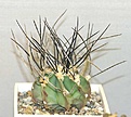 Нажмите на изображение для увеличения.

Название:	002As.crassispinum.jpg
Просмотров:	198
Размер:	30.1 Кб
ID:	378802