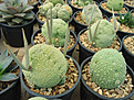 Нажмите на изображение для увеличения.

Название:	pseudolithos.jpg
Просмотров:	717
Размер:	123.9 Кб
ID:	378883