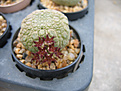 Нажмите на изображение для увеличения.

Название:	pseudolithos2.jpg
Просмотров:	739
Размер:	73.1 Кб
ID:	378884