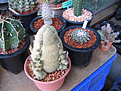 Нажмите на изображение для увеличения.

Название:	pseudolithos3.jpg
Просмотров:	728
Размер:	113.2 Кб
ID:	378885