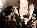 Нажмите на изображение для увеличения.

Название:	Huernia_ thuretii_DSC02030.JPG
Просмотров:	914
Размер:	47.8 Кб
ID:	378887