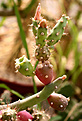 Нажмите на изображение для увеличения.

Название:	opuntia_salmianaIMG_5657.jpg
Просмотров:	322
Размер:	69.2 Кб
ID:	378889