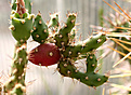 Нажмите на изображение для увеличения.

Название:	opuntia_salmiana_IMG_5658.jpg
Просмотров:	306
Размер:	79.1 Кб
ID:	378890