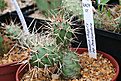 Нажмите на изображение для увеличения.

Название:	opuntia_fragilis_IMG_5730.jpg
Просмотров:	351
Размер:	103.8 Кб
ID:	378892