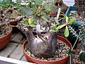 Нажмите на изображение для увеличения.

Название:	Pachypodium_makayense.JPG
Просмотров:	290
Размер:	69.4 Кб
ID:	378906