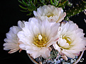 Нажмите на изображение для увеличения.

Название:	Gymnocalycium-sp.-(5).jpg
Просмотров:	134
Размер:	98.6 Кб
ID:	378912