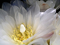 Нажмите на изображение для увеличения.

Название:	Gymnocalycium-sp.-(6).jpg
Просмотров:	155
Размер:	100.0 Кб
ID:	378913