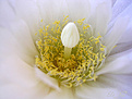 Нажмите на изображение для увеличения.

Название:	Gymnocalycium-sp.-(7).jpg
Просмотров:	150
Размер:	99.7 Кб
ID:	378914