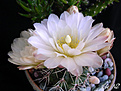Нажмите на изображение для увеличения.

Название:	Gymnocalycium-sp.-(8).jpg
Просмотров:	160
Размер:	97.3 Кб
ID:	378915
