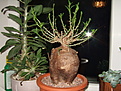 Нажмите на изображение для увеличения.

Название:	Pachypodium bispinosum..JPG
Просмотров:	264
Размер:	109.8 Кб
ID:	378916