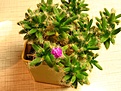 Нажмите на изображение для увеличения.

Название:	trichodiadema_densum4.jpg
Просмотров:	237
Размер:	91.1 Кб
ID:	378925