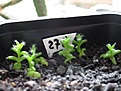 Нажмите на изображение для увеличения.

Название:	trichodiadema trichodiadema  _bulbosum.2.jpg
Просмотров:	240
Размер:	45.8 Кб
ID:	378927